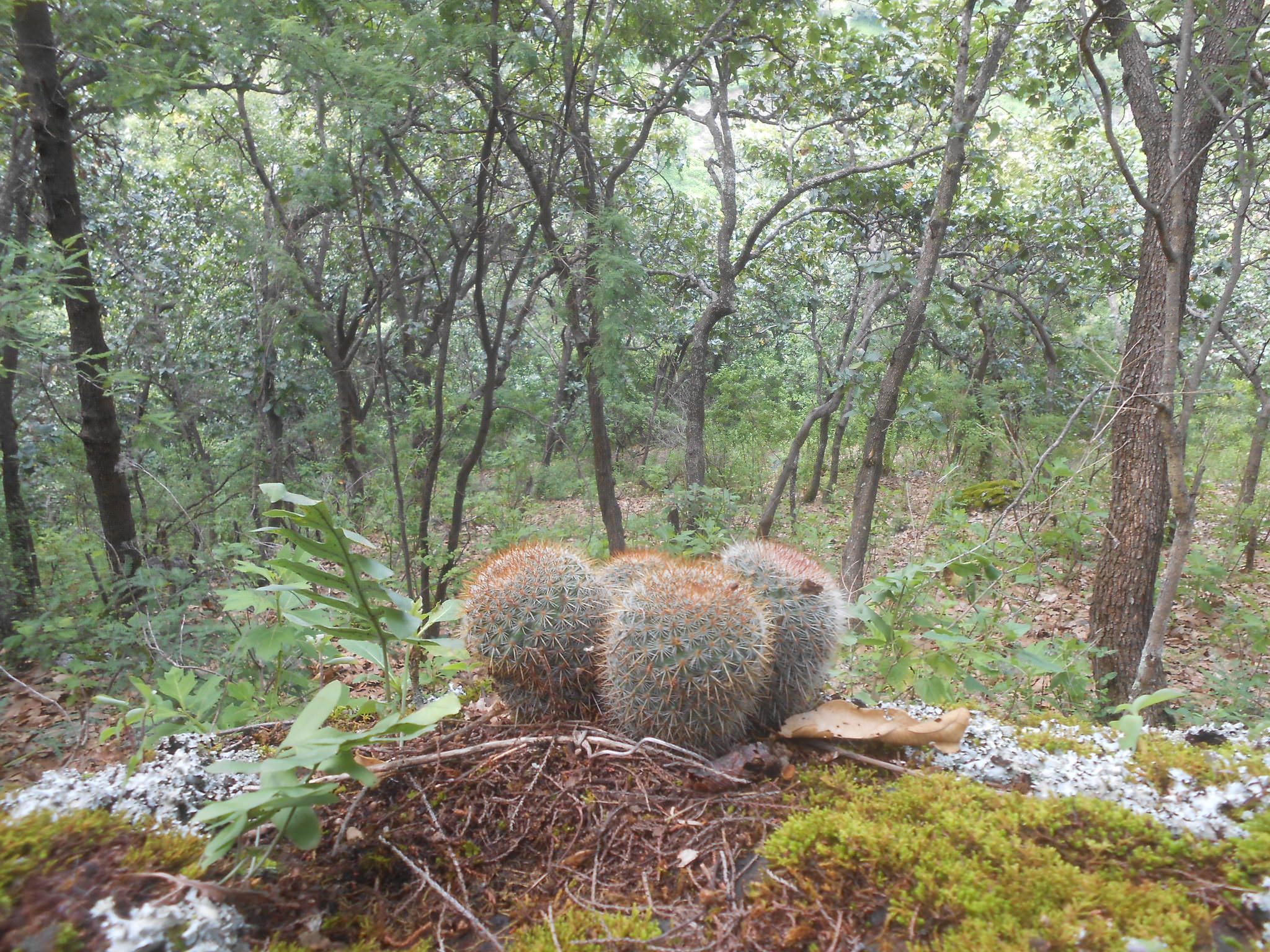 Mammillaria nunezii ssp. nunezii